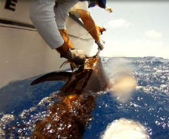 Two people pulling a swordfish out of the water