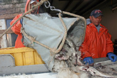 Two people pouring a bag of haddock onto ice